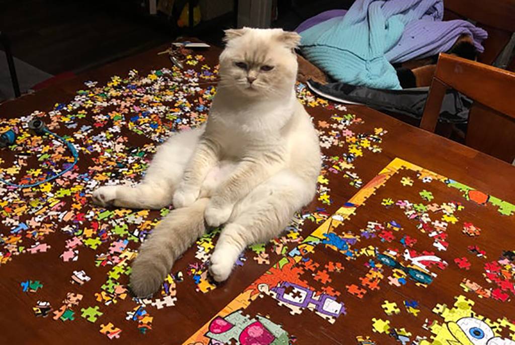 Picture of a cat