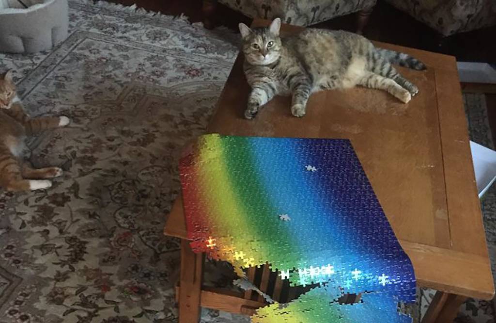 Picture of a cat