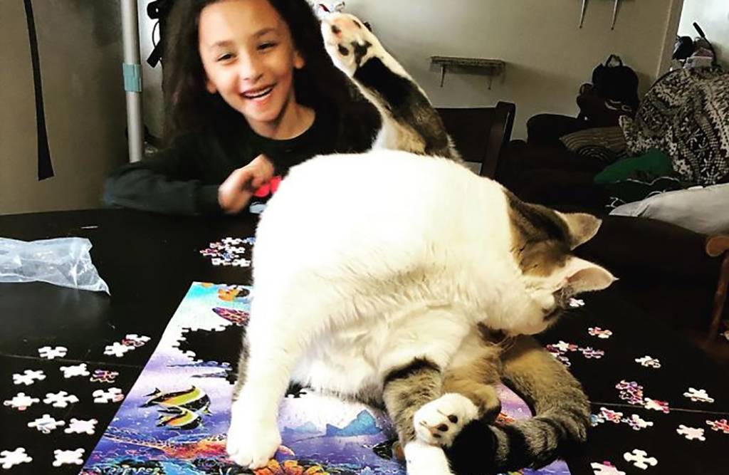 Picture of a cat