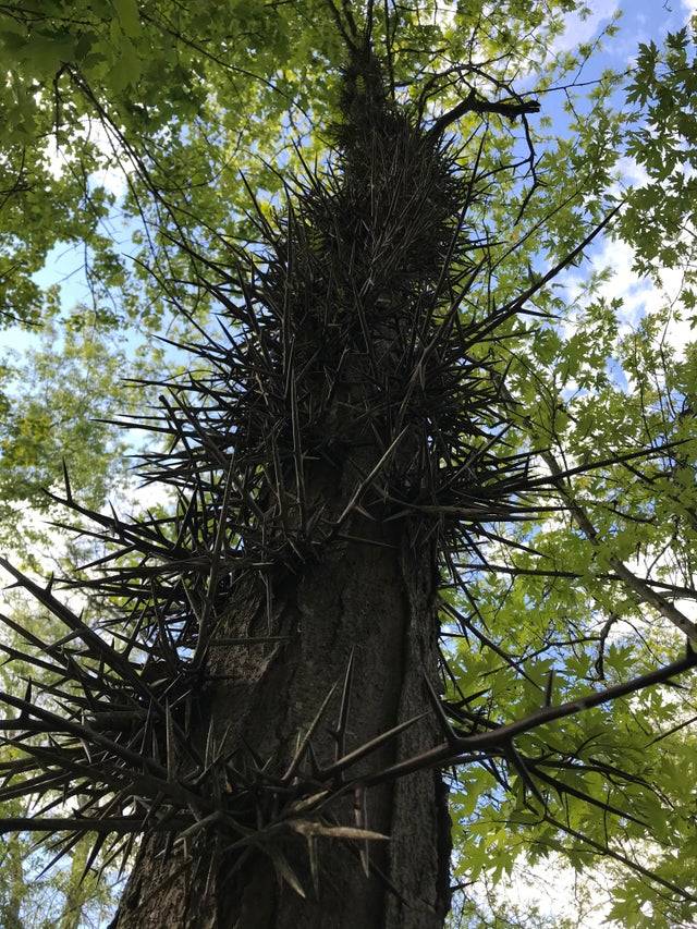 Tree with long dagger-like horns protruding from bark.