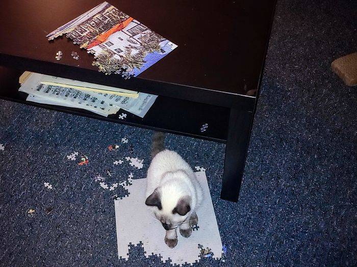 Picture of a cat