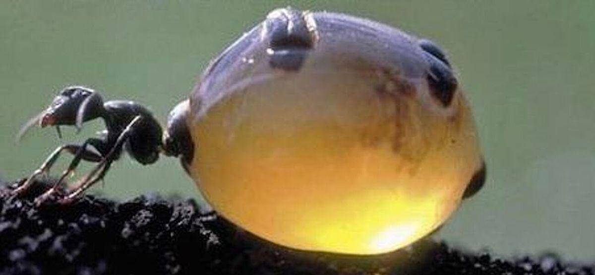 honeypot ants carrying lots of water