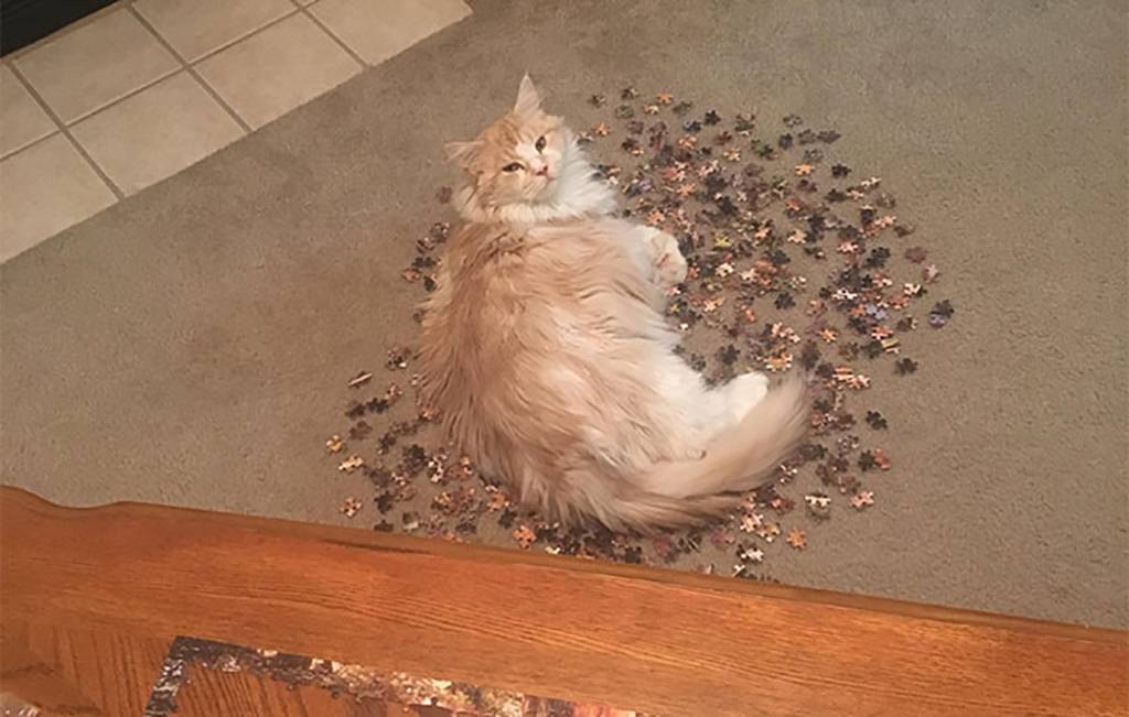 Picture of a cat