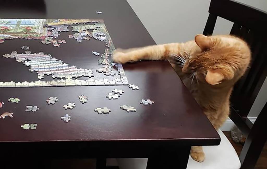 Picture of a cat