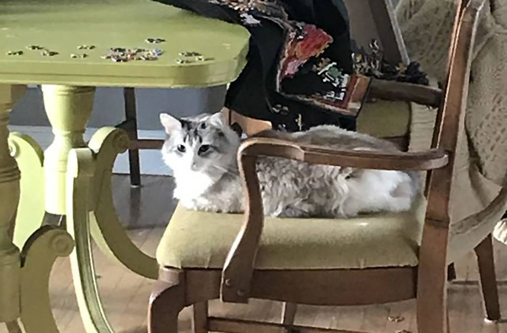 Picture of a cat
