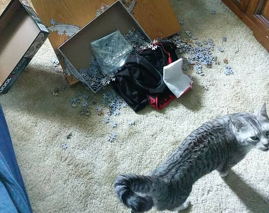 Picture of a cat