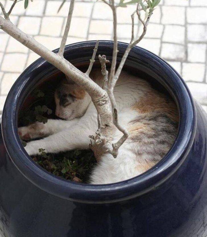 animal-small-spaces-10