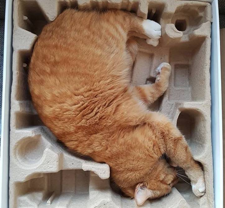 animal-small-spaces-7