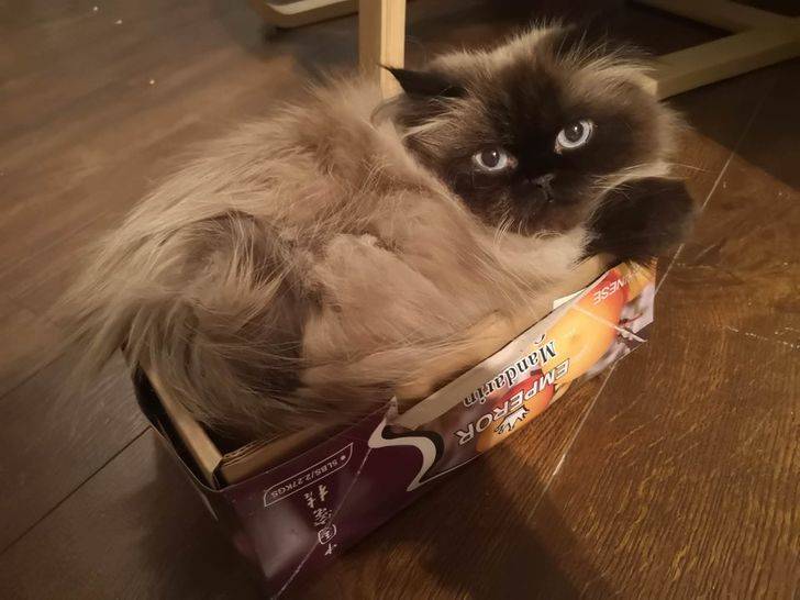 animal-small-spaces-9