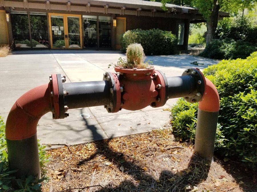 cactus in pipes