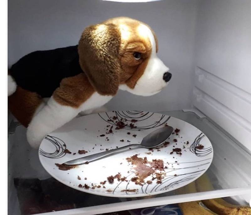 stuffed dog toy eating cake