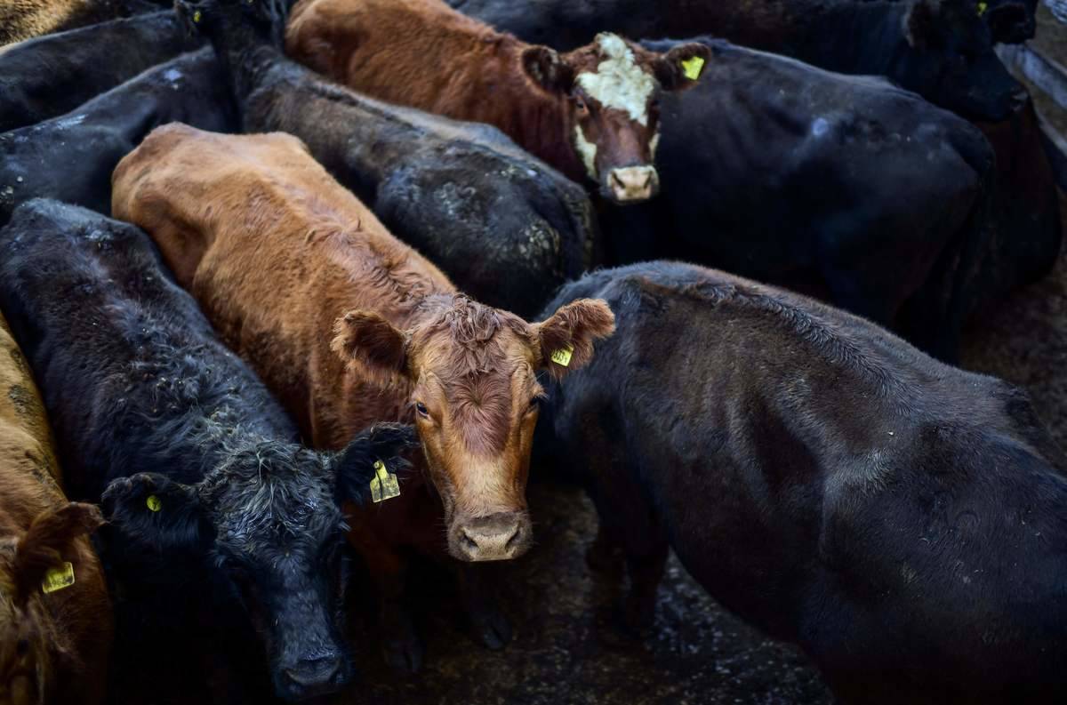 Cows are seen at Liniers Market, in Liniers neighborhood, Buenos Aires