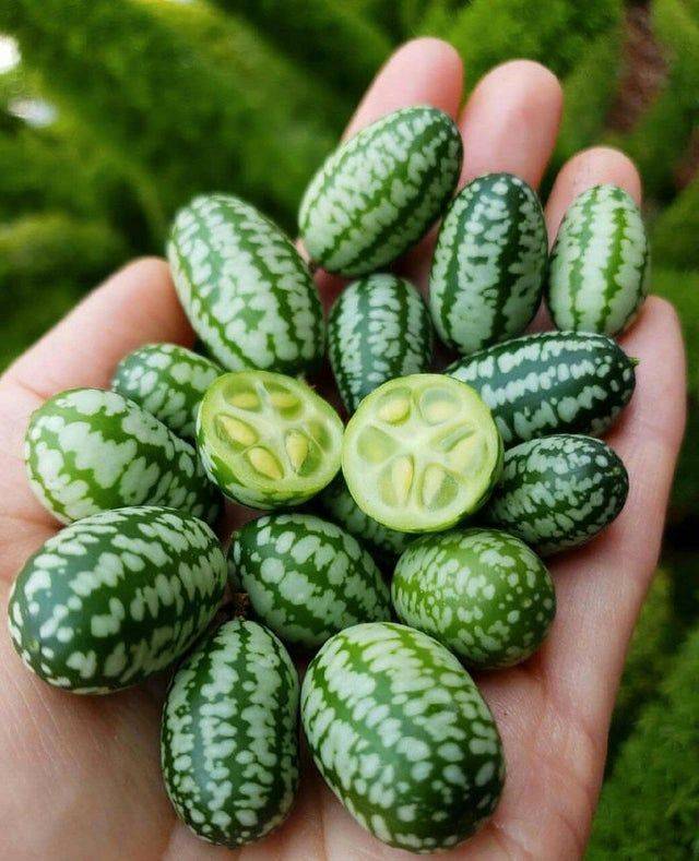 handful of cucamelons 