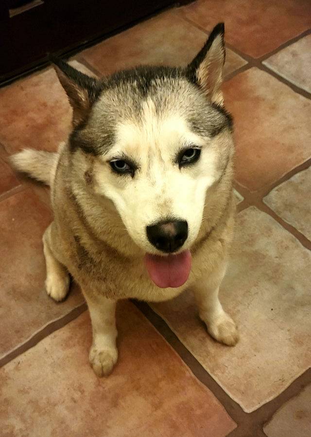 husky sitting