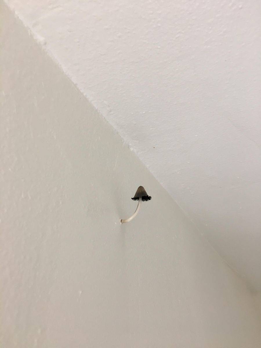 mushroom growing out of wall 