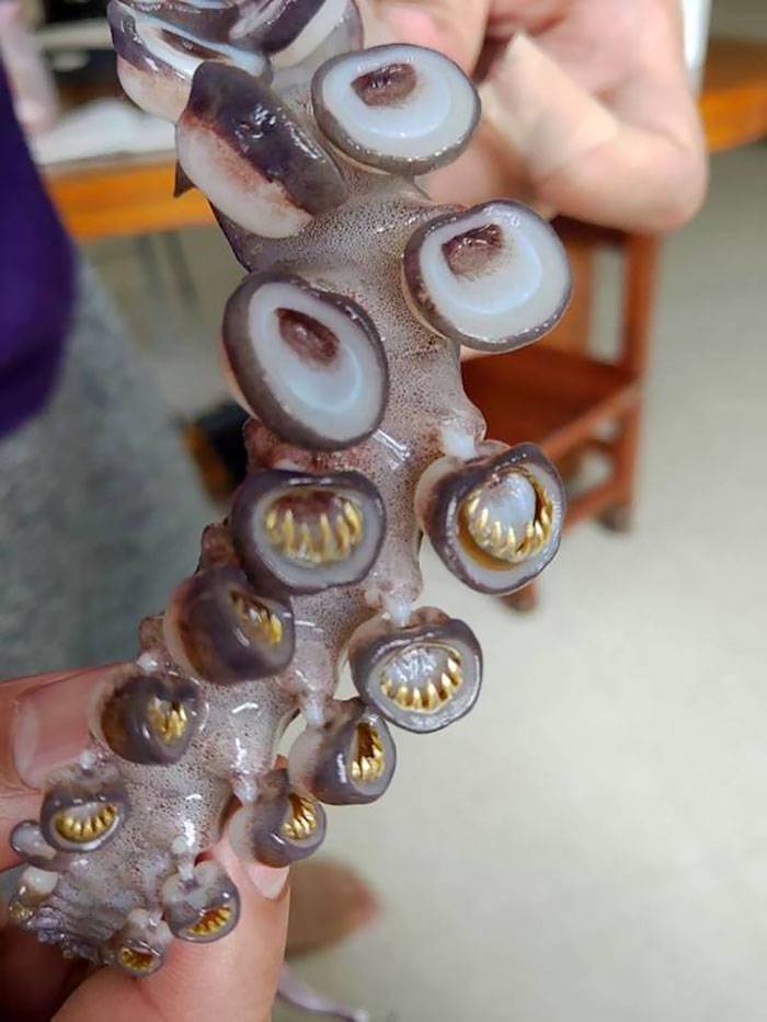squid with teeth in tentacles