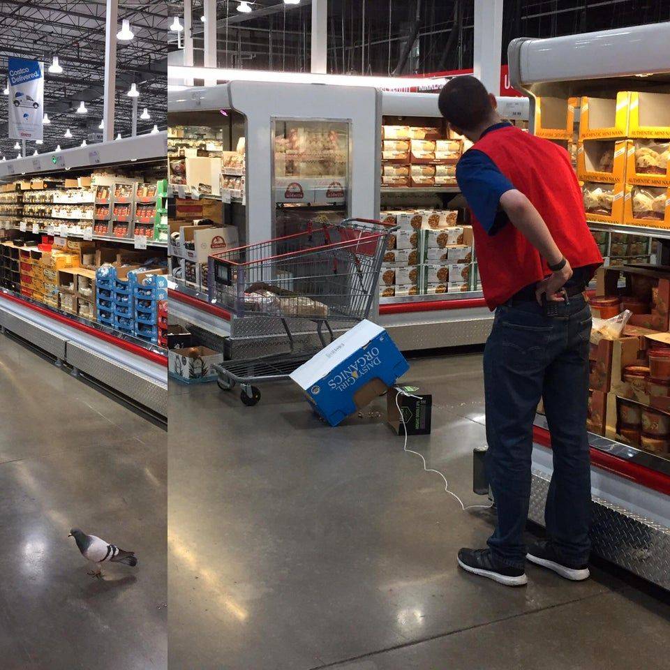 pigeon trap in supermarket