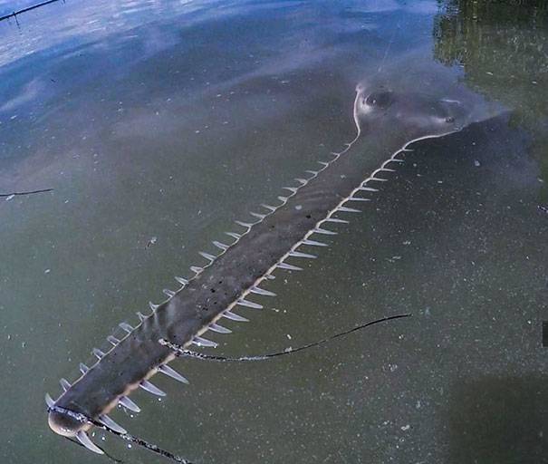 sawfish with long nose