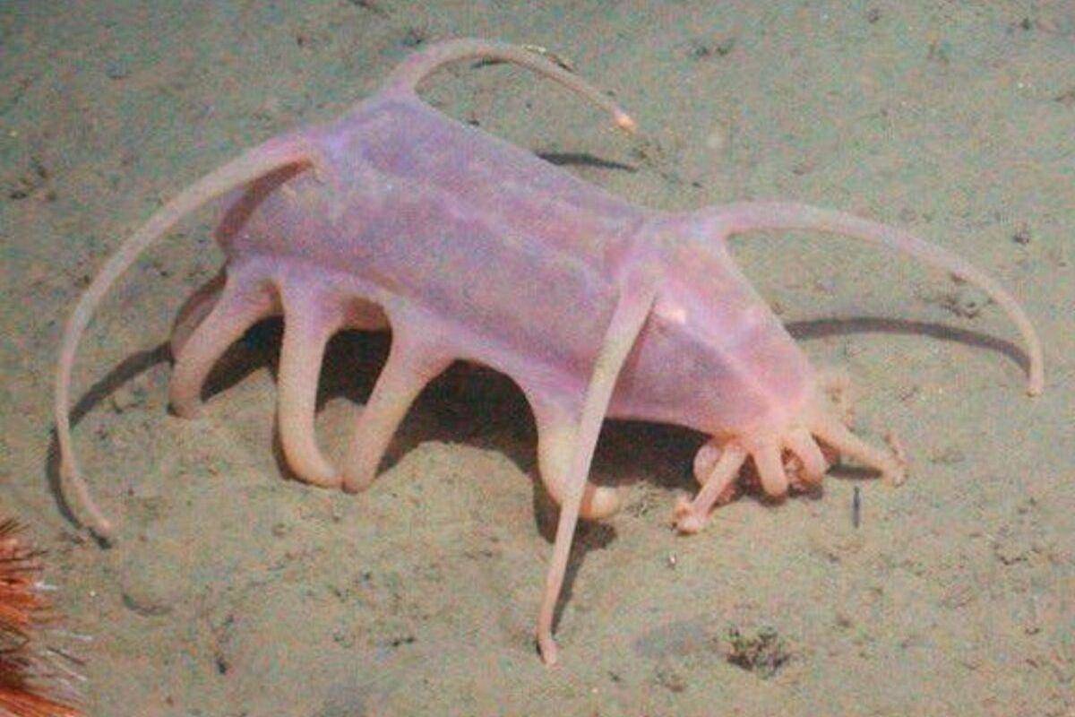 sea pig creature in the sand