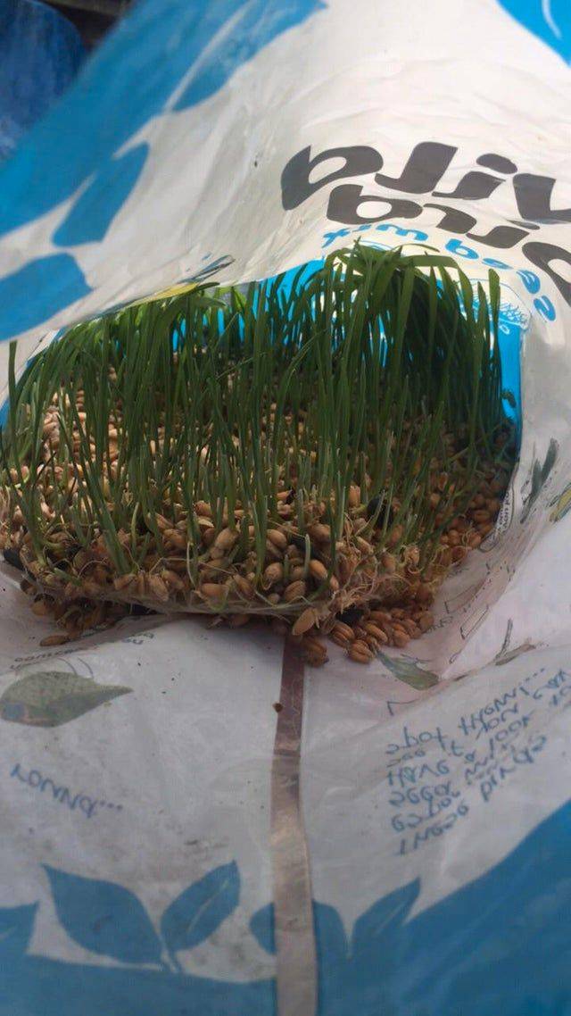 sprouted bird seed