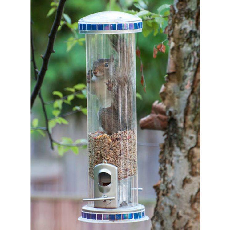 squirrel stuck in bird feeder