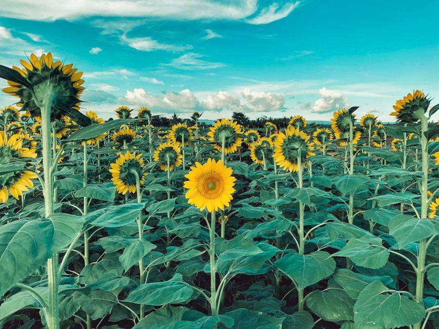 one sunflower facing forwards