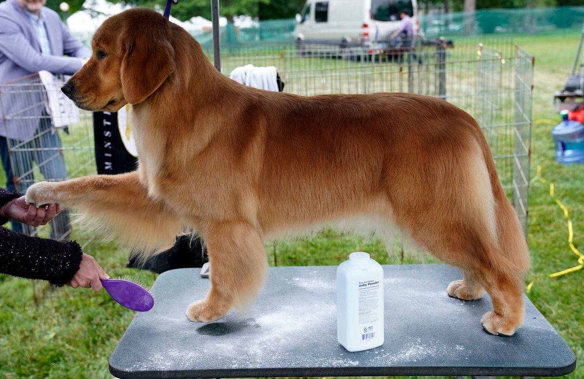 A Golden Retriever is seen in the benching area prior to the Judging of Sporting, Working, and Terrier Breeds at the 45th Annual Westminster Kennel Club Dog Show