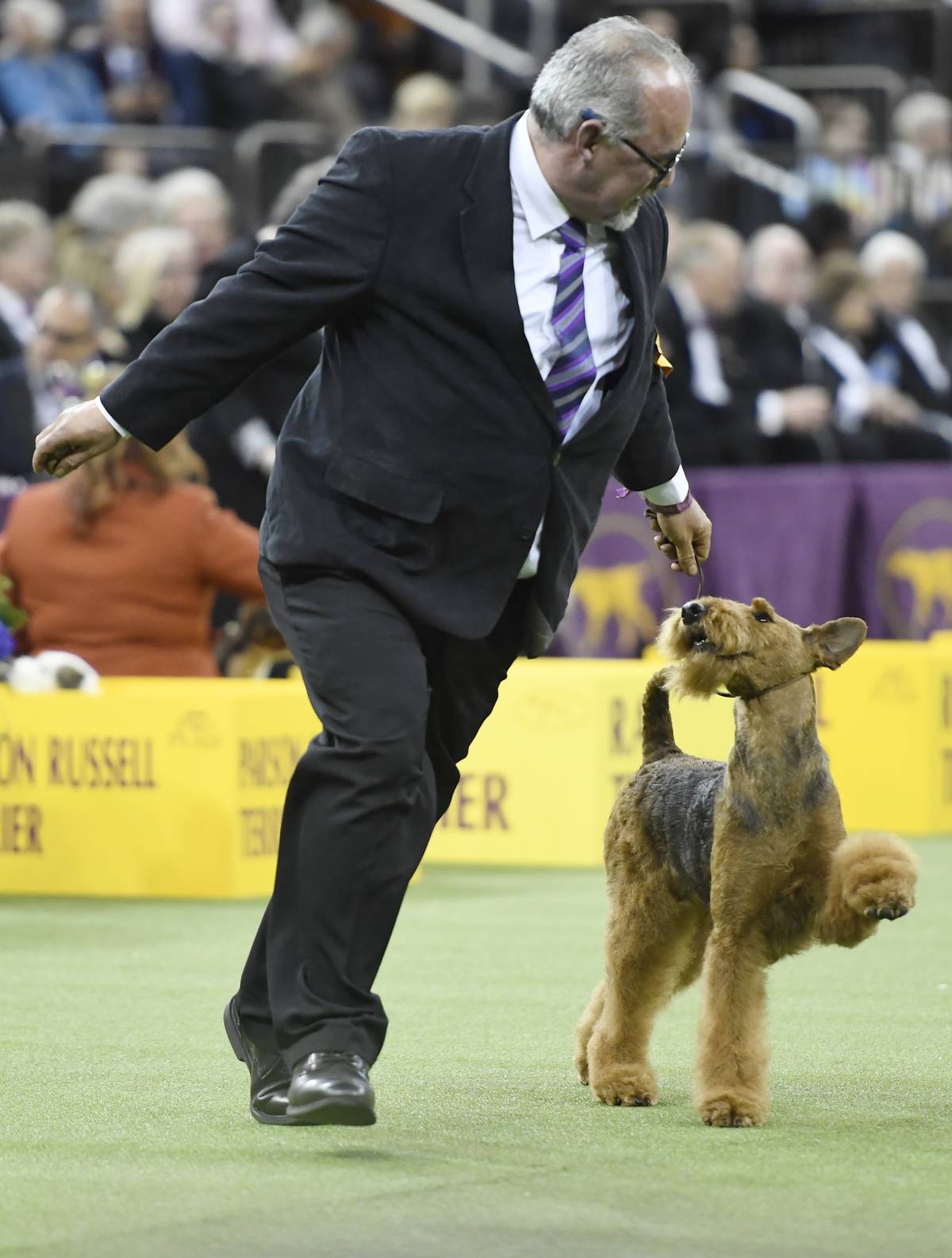 Airedale