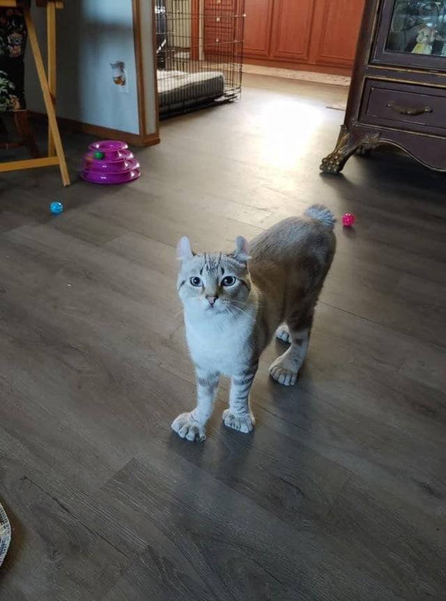 Cat With Polydactyly (condition where animal or human has extra fingers and toes)