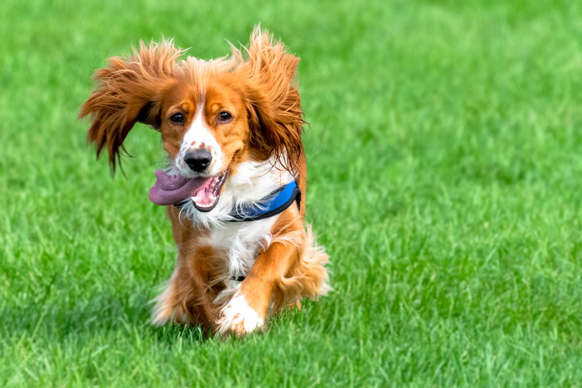 Cocker Spaniels