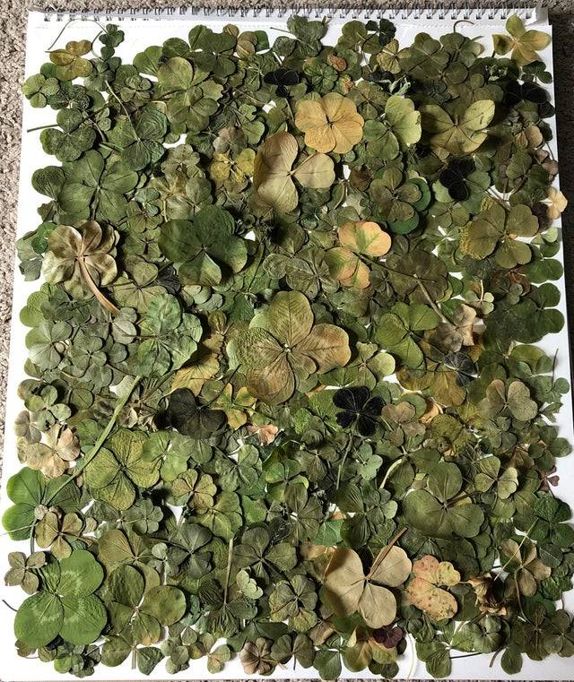Collection of 4 Leaf Clovers - 200+