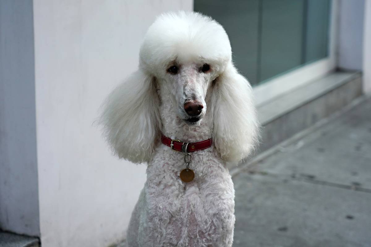 Collie