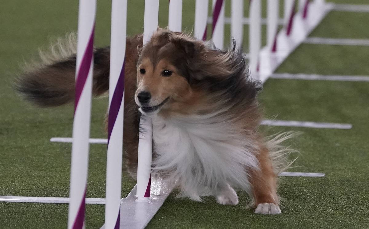 Collie