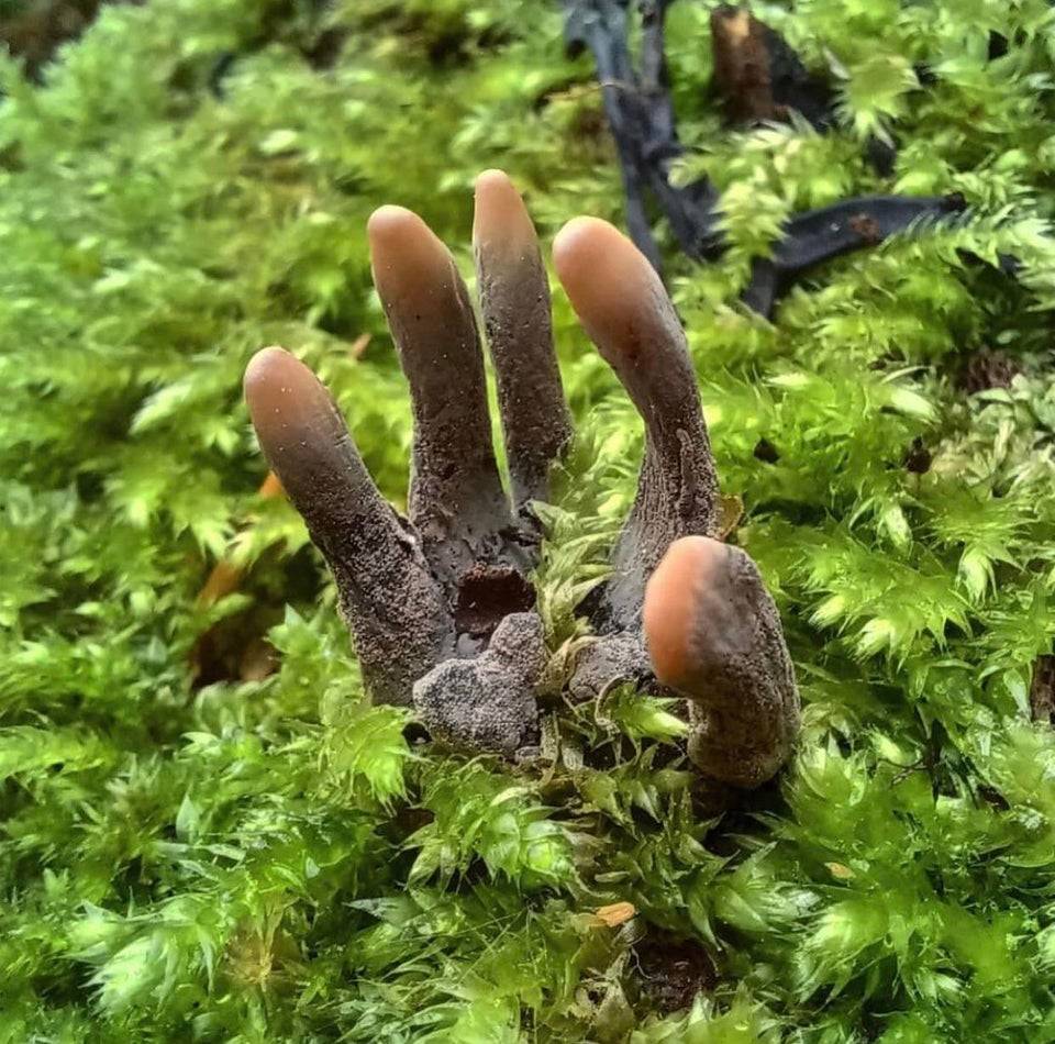 Fungus on forest floor looks like dead human hand