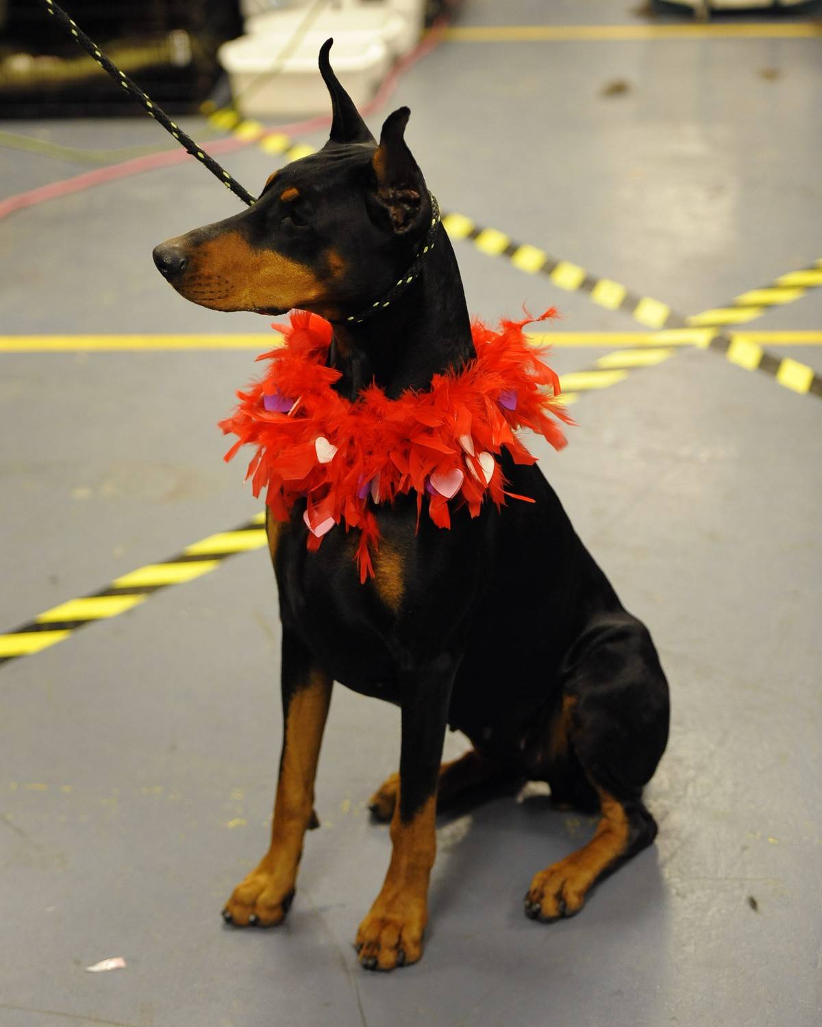 Doberman Pinscher