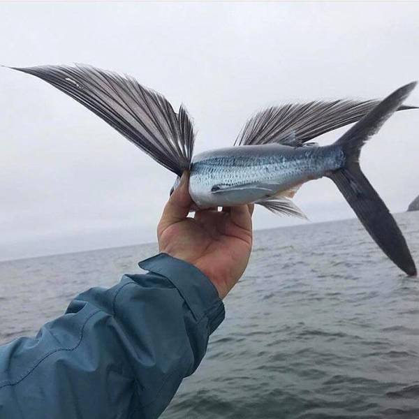 Man holds flying fish out of water