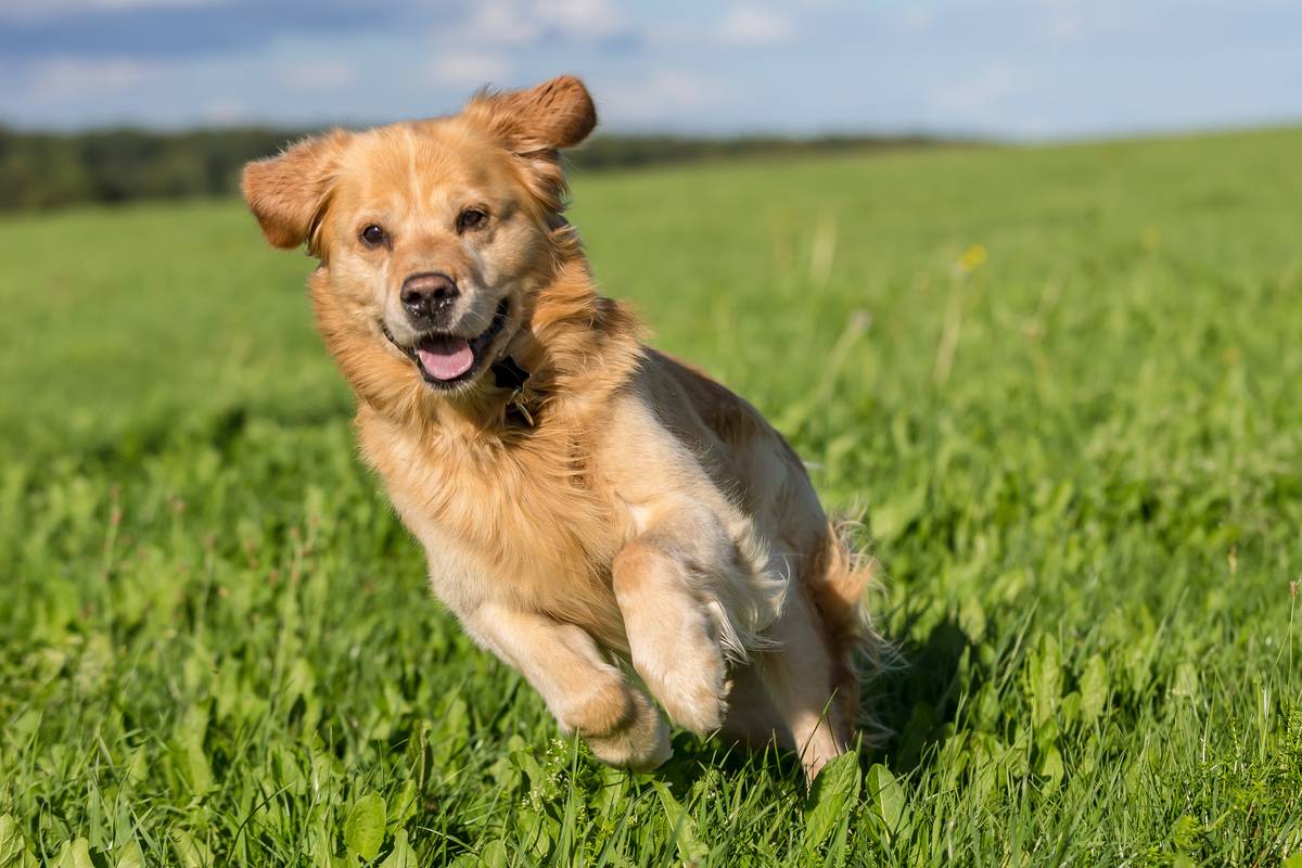 Golden Retriever
