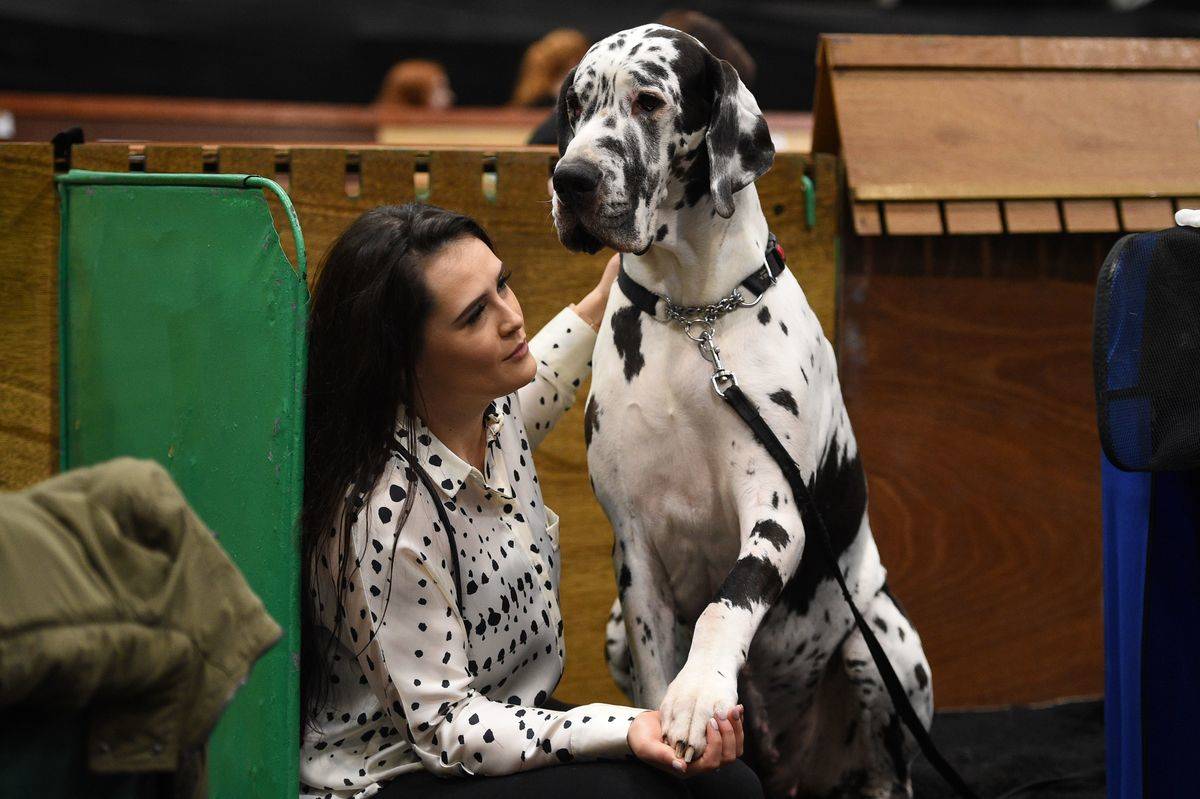 Great Danes