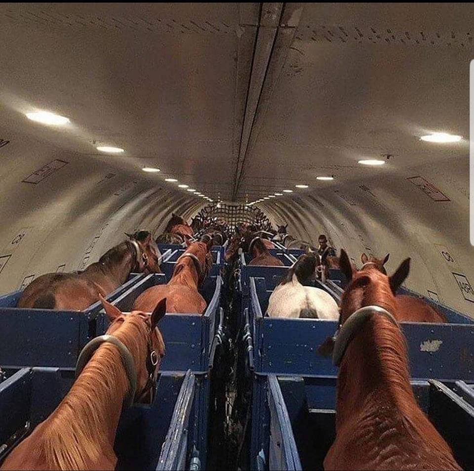 Horses stand in stalls on a cargo plane for transport