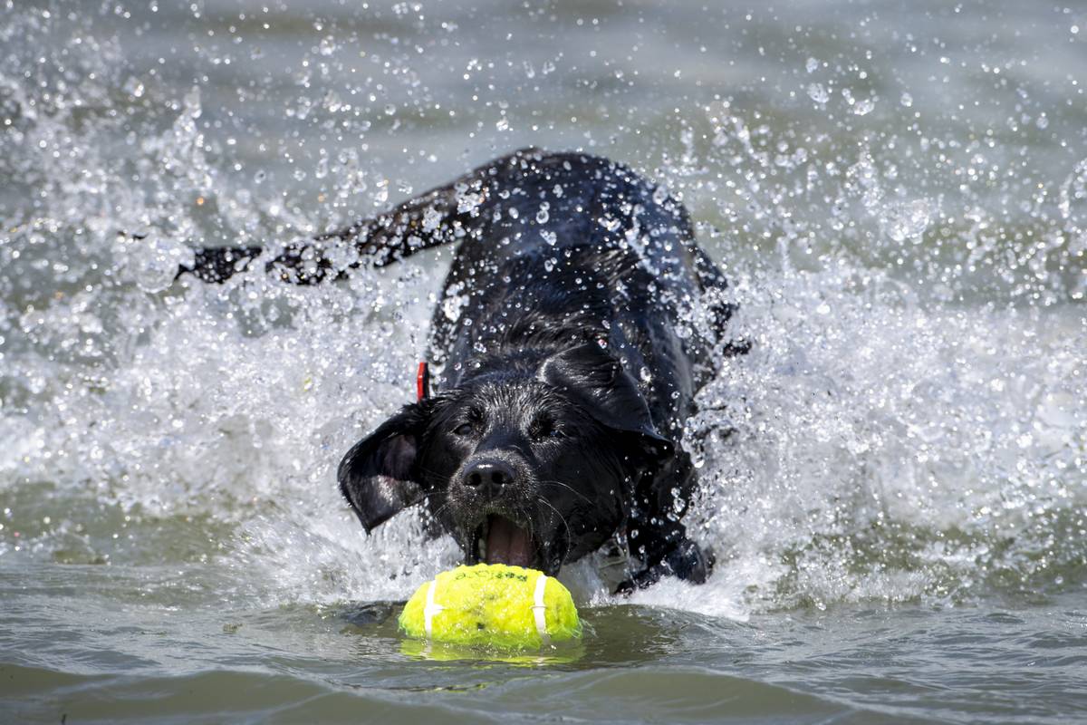 Labrador Retrievers