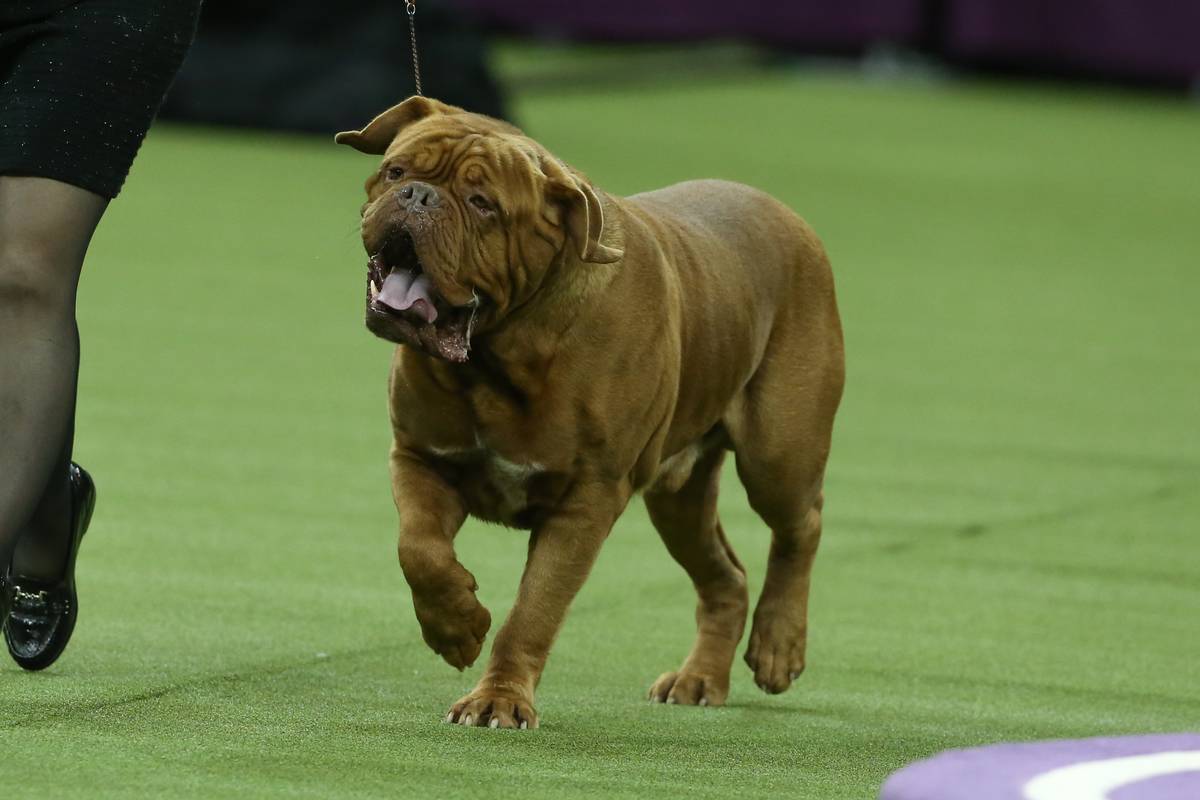 Mastiffs