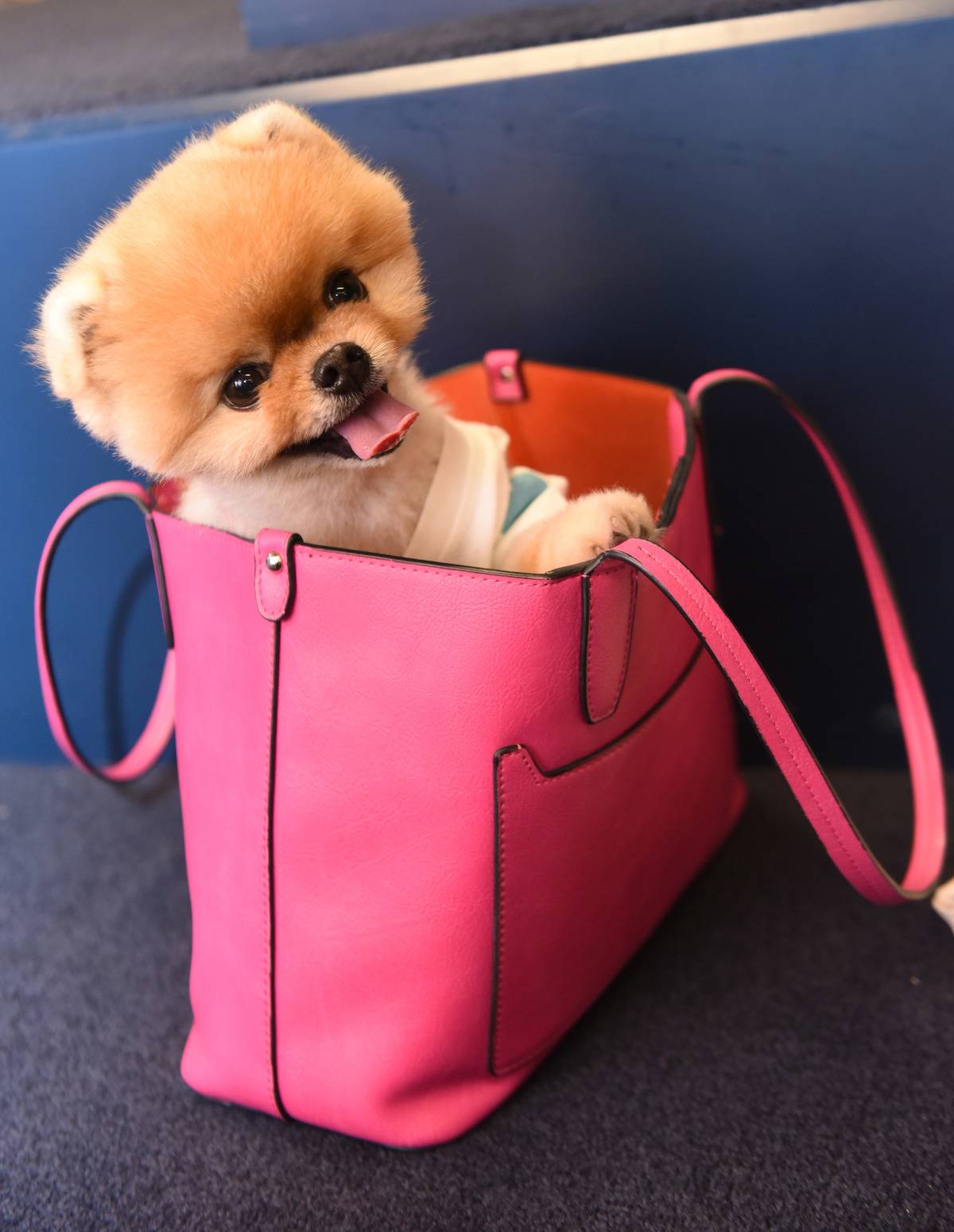 Pomeranian