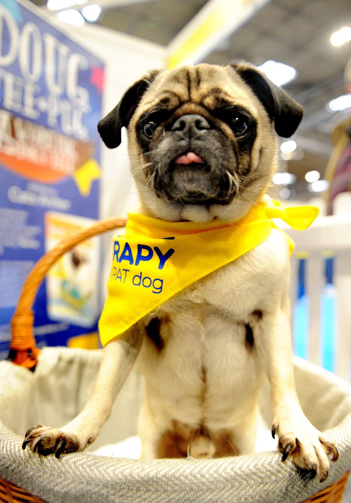 Pug