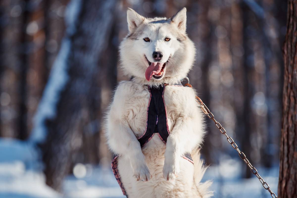 Siberian