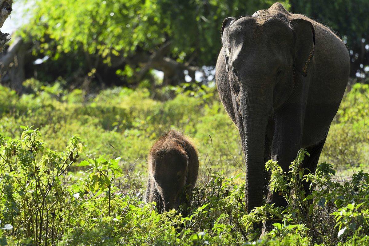 Sri Lanka Is The Ideal Country For Travelers