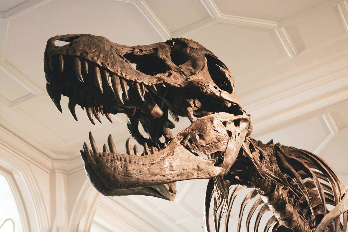Skeleton of a t-rex 