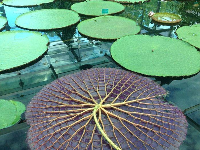 Underside image of a giant water lily looks like a web