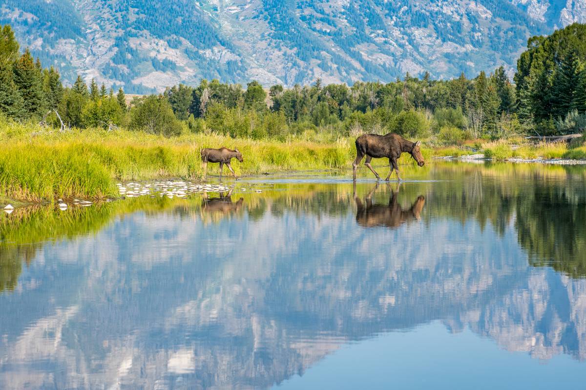 moose with child walking through mountain range