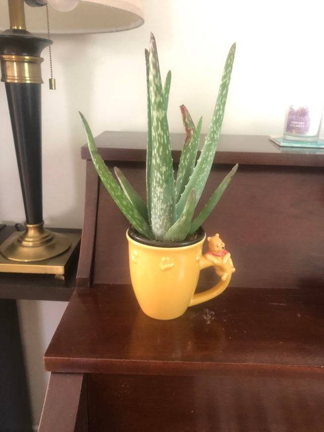 aloe plant