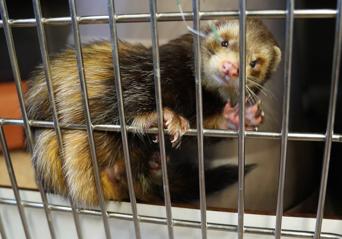 A ferret climbs along the bars in its cage